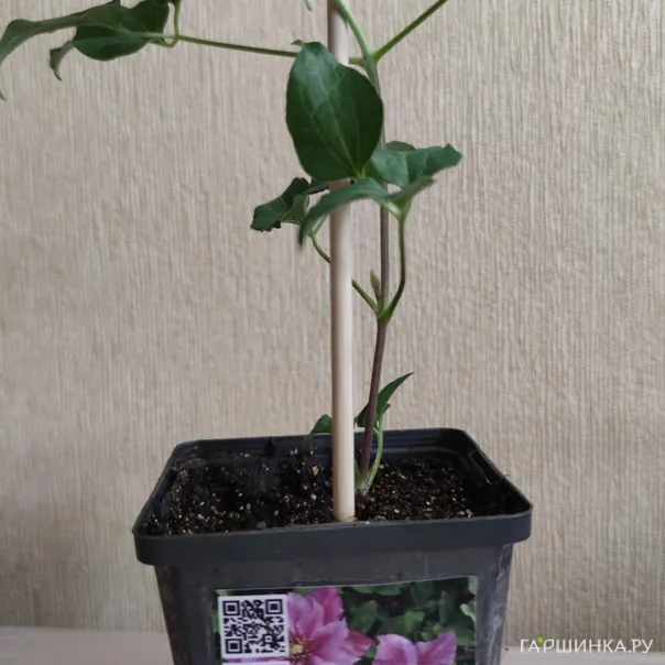 превью изображения отзыва