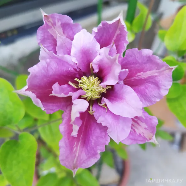 превью изображения отзыва