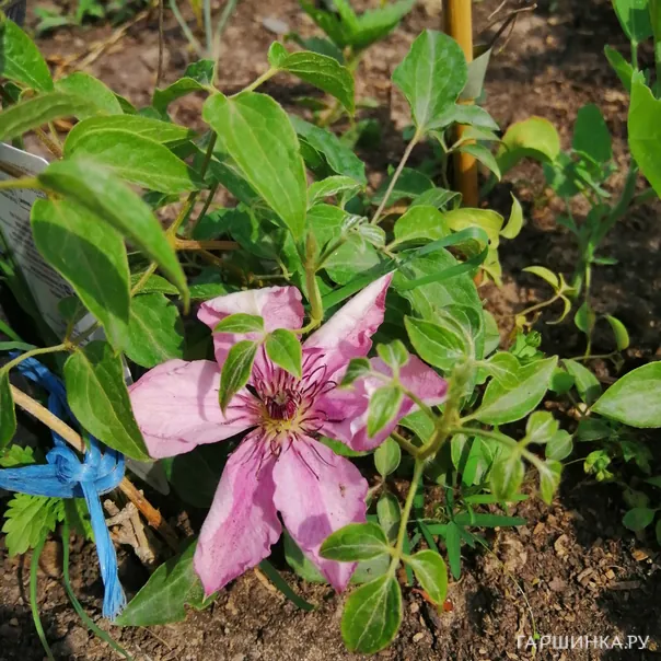 превью изображения отзыва