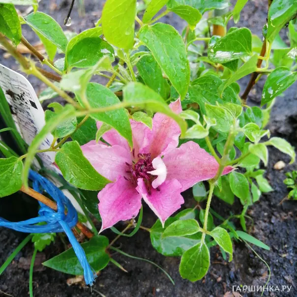 превью изображения отзыва