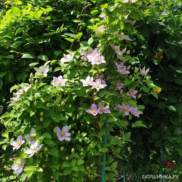 превью изображения отзыва