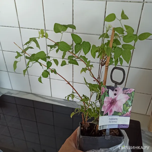 превью изображения отзыва