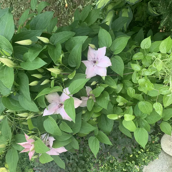 превью изображения отзыва