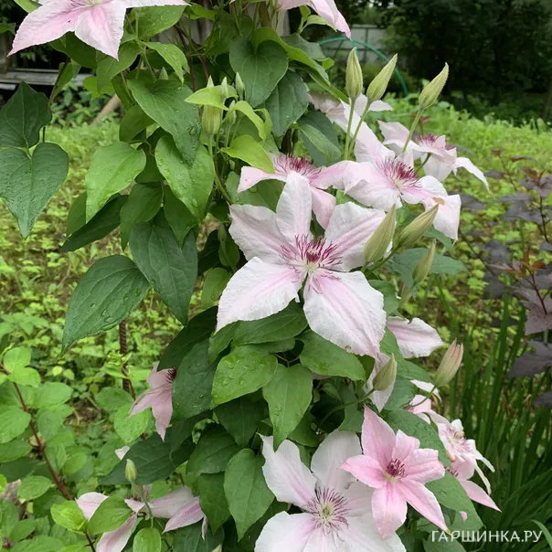 превью изображения отзыва