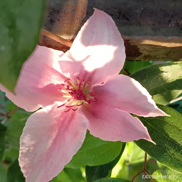 превью изображения отзыва