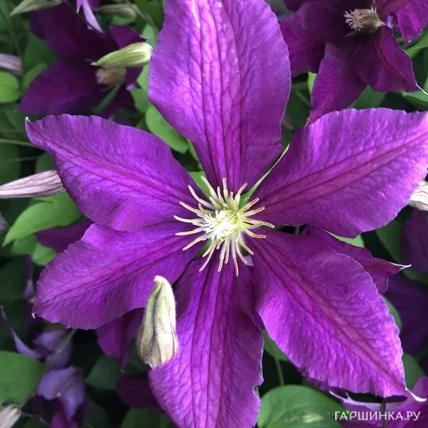 превью изображения отзыва