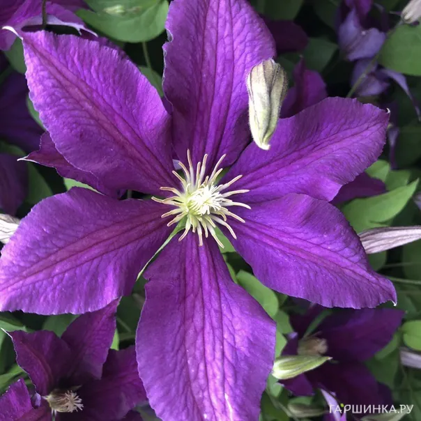 превью изображения отзыва