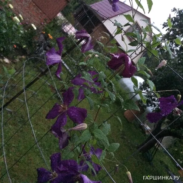 превью изображения отзыва