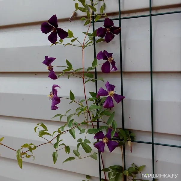 превью изображения отзыва