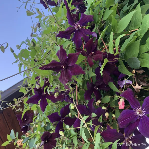 превью изображения отзыва