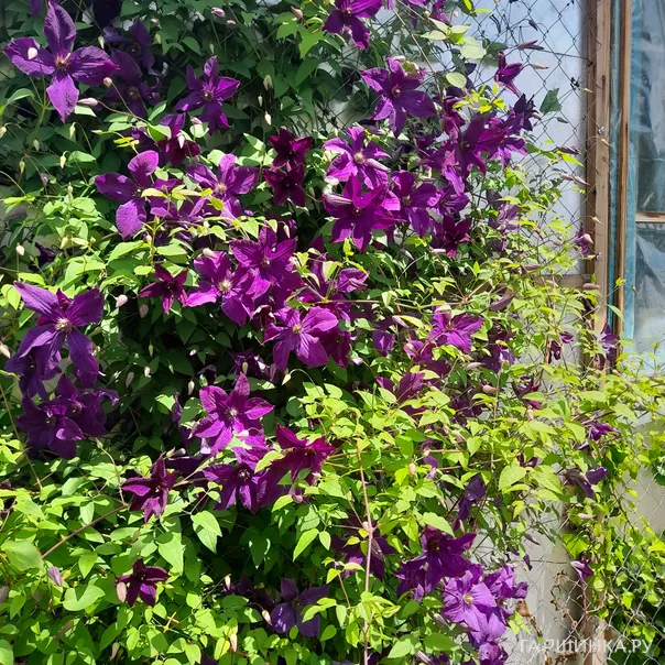 превью изображения отзыва