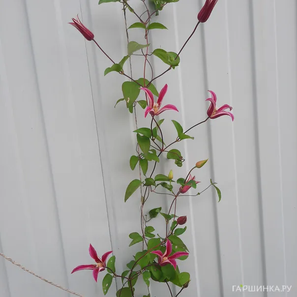 превью изображения отзыва