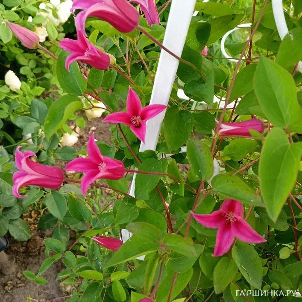 превью изображения отзыва