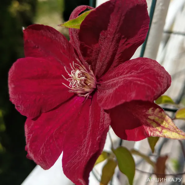 превью изображения отзыва