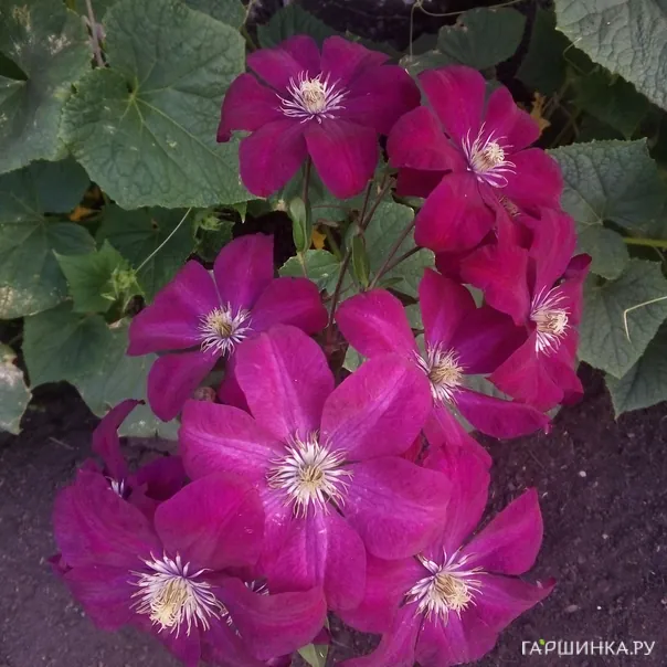 превью изображения отзыва