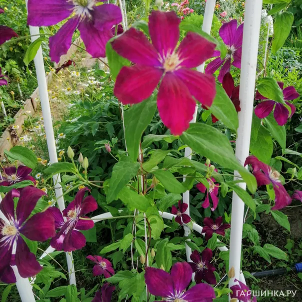 превью изображения отзыва