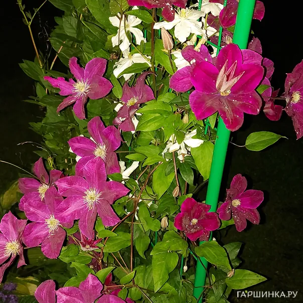 превью изображения отзыва