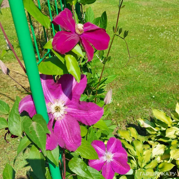 превью изображения отзыва