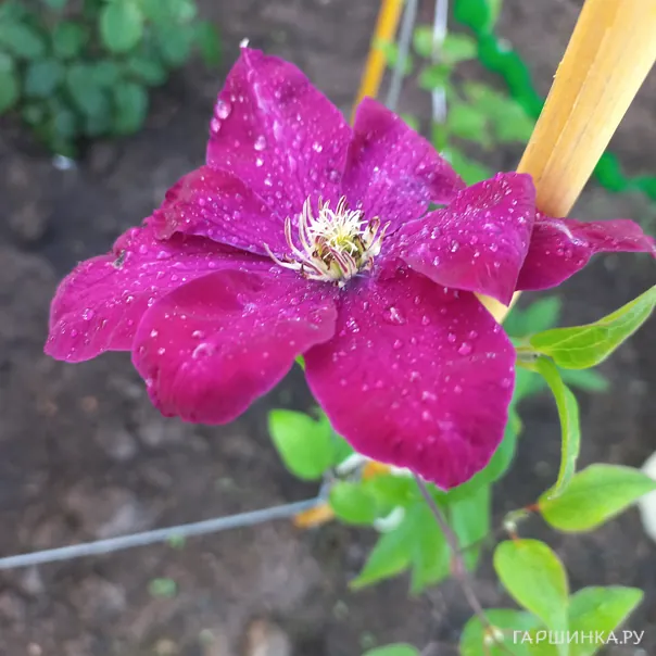 превью изображения отзыва