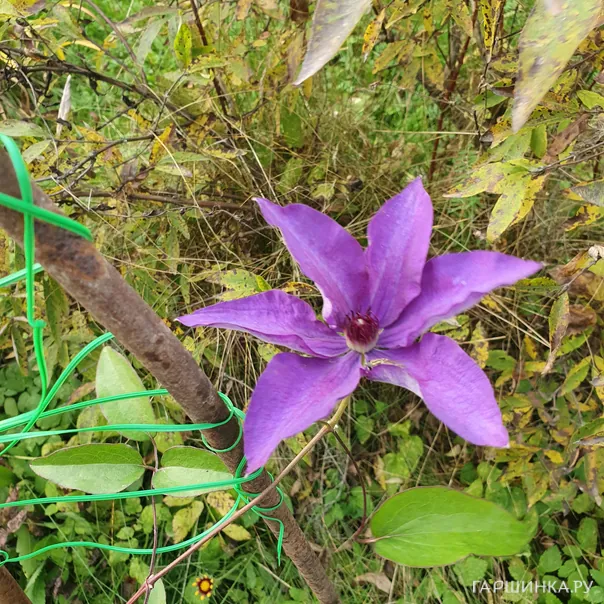 превью изображения отзыва