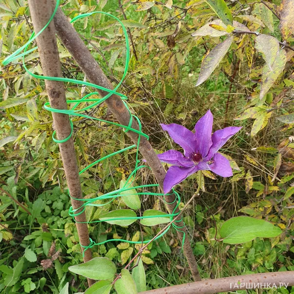 превью изображения отзыва