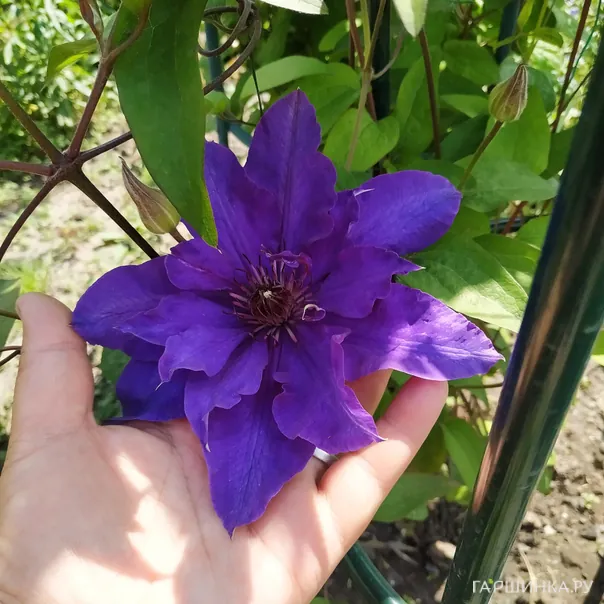 превью изображения отзыва