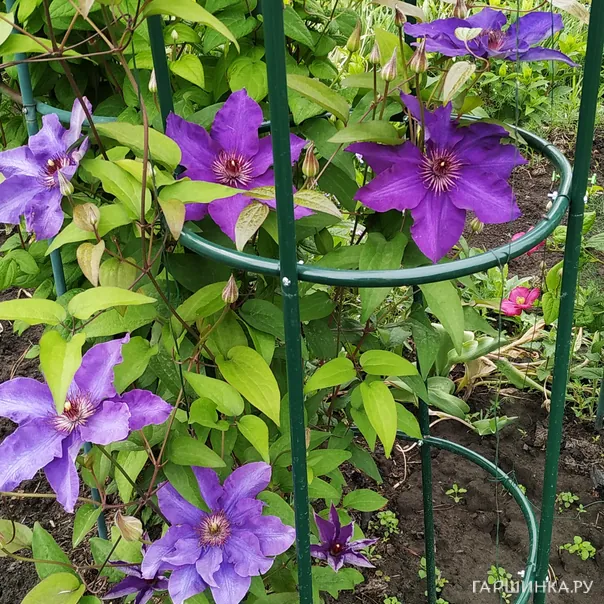 превью изображения отзыва