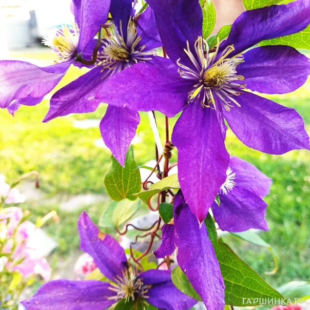 превью изображения отзыва