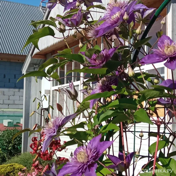 превью изображения отзыва