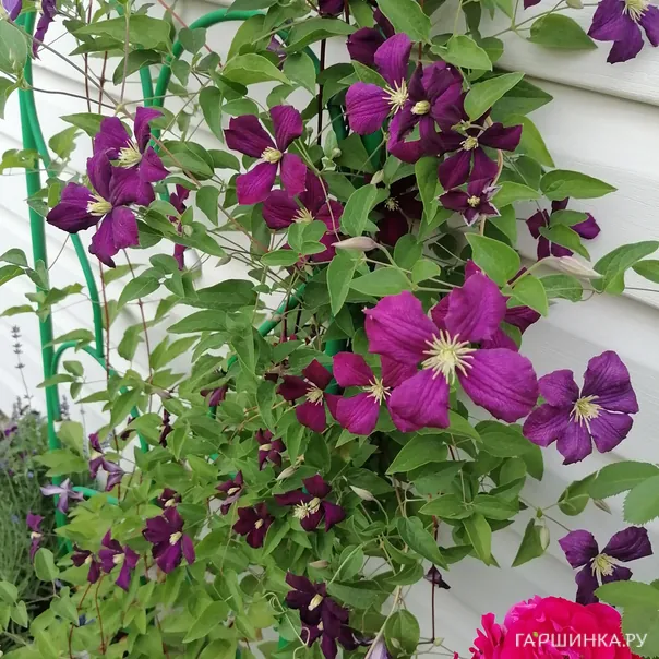 превью изображения отзыва