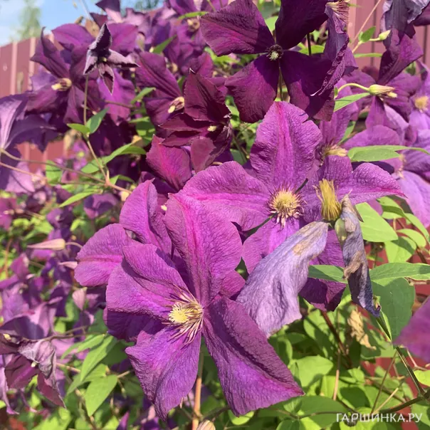 превью изображения отзыва