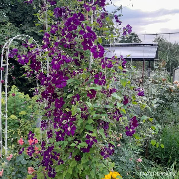 превью изображения отзыва