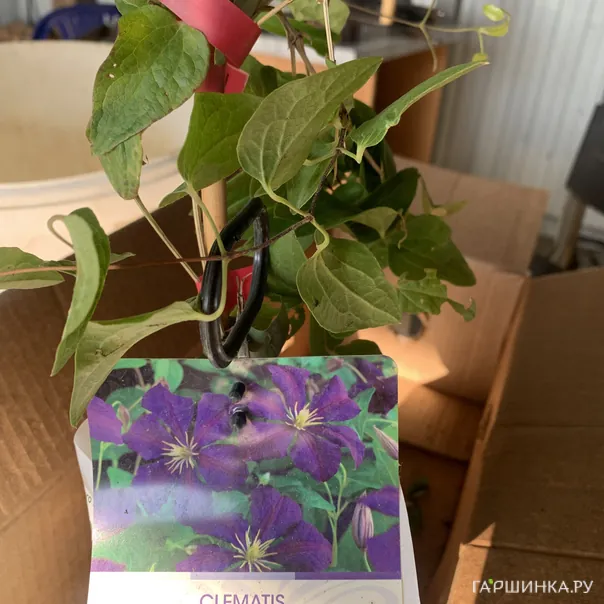 превью изображения отзыва