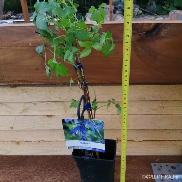 превью изображения отзыва