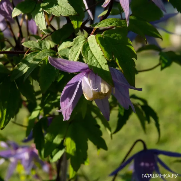 превью изображения отзыва