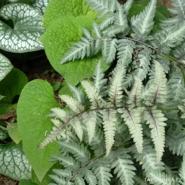 превью изображения отзыва