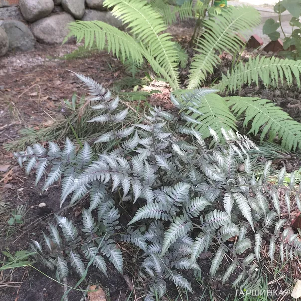 превью изображения отзыва