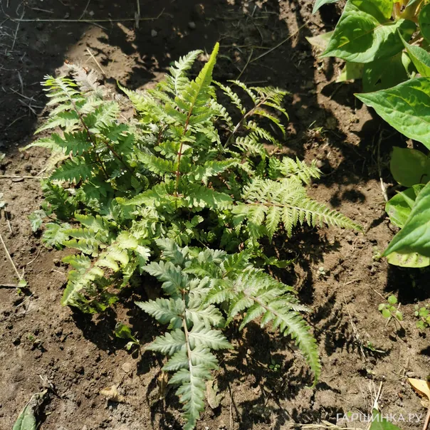 превью изображения отзыва