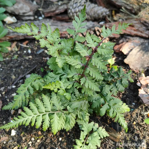 превью изображения отзыва