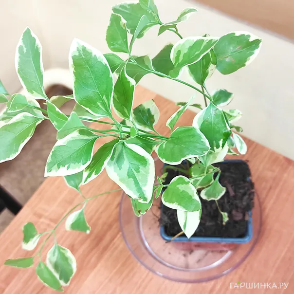 превью изображения отзыва