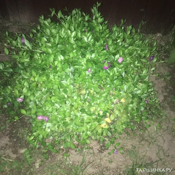 превью изображения отзыва