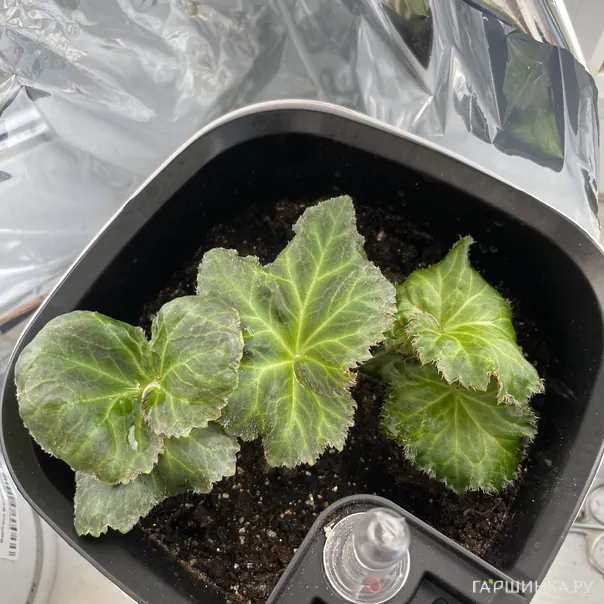 превью изображения отзыва