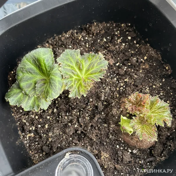 превью изображения отзыва