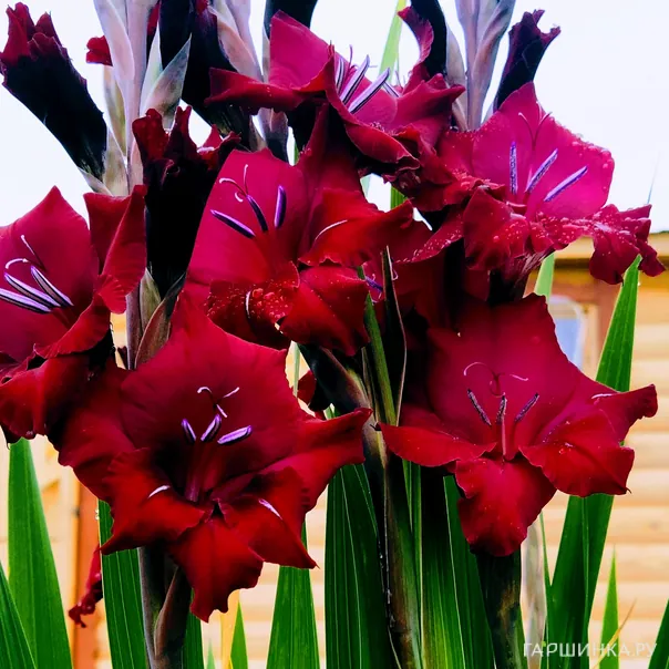 превью изображения отзыва