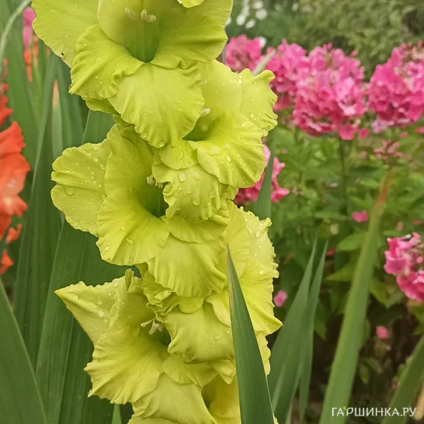 превью изображения отзыва