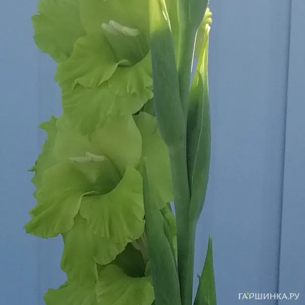 превью изображения отзыва