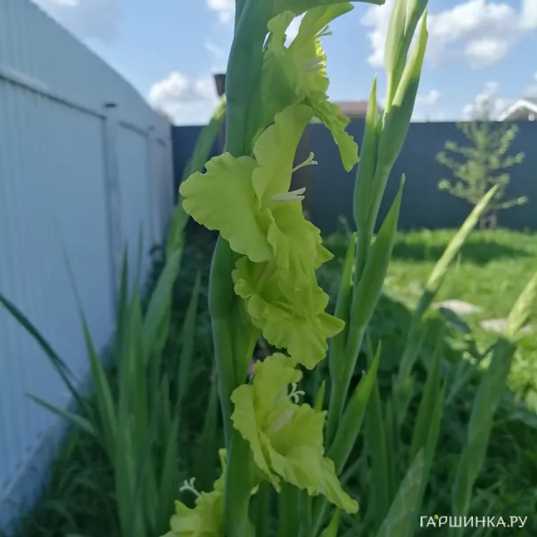 превью изображения отзыва