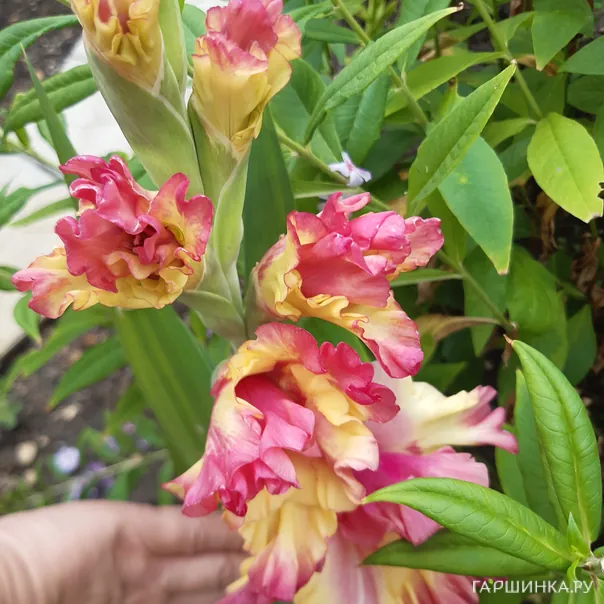 превью изображения отзыва