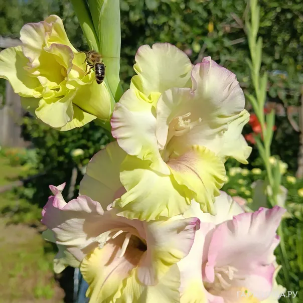 превью изображения отзыва