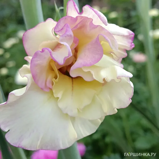 превью изображения отзыва